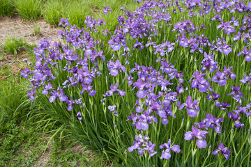 Obraz premium Iris sibirica