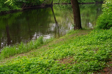 Panorama of the park. Pond and trees in the park.