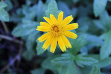 Yellow flower.