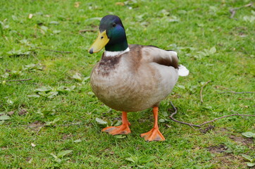 sparrow, mallard duck, drake