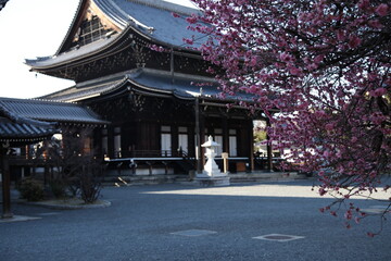 Kyoto, Japan, March 11, 2013: Red cherry trees in Nishihonganji