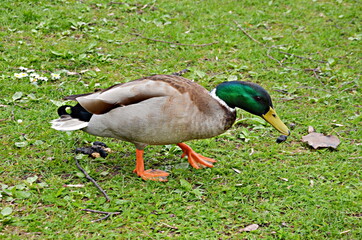 mallard duck, drake