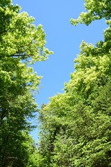 Park of the Doncaster river in southern Quebec