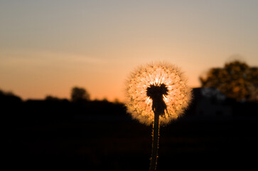 dandelion with backlight from the evening sun