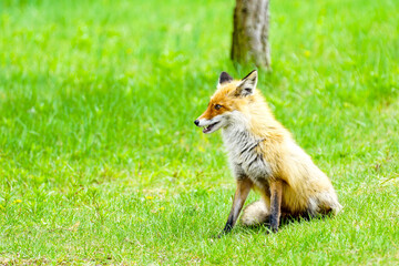 a young brown fox is sitting in a green meadow
