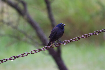 Black bird (shiny cowbird) on a chain in the rain