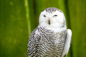 A frontal portrait of a passive snowy owl with sleepy yellow eyes