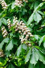 Blooming branch of chestnut after rain on a spring day.