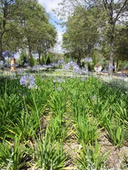 flower bed of African lilies in flower © norrie39