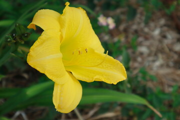 yellow lily flower