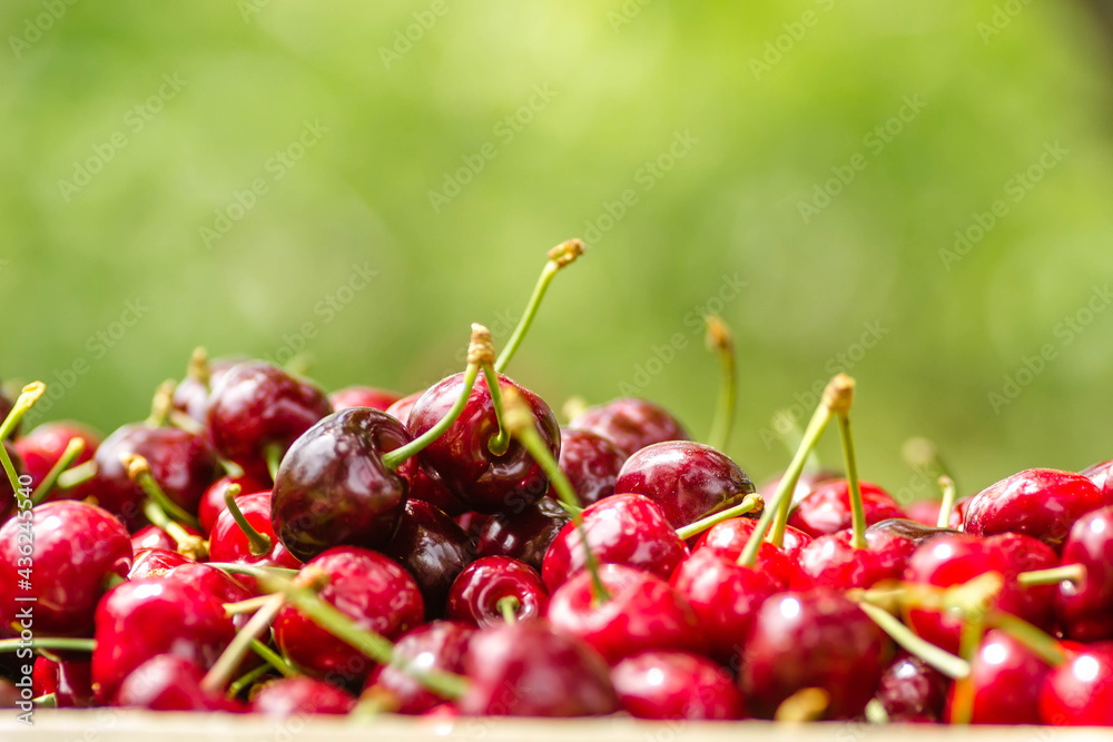 Wall mural picked, red, ripe cherry fruits in a wooden box, on a plantation in novi sad, serbia