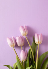 Creative romantic layout made of fresh tulips on the light velvet background. Flower and romantic scene.
