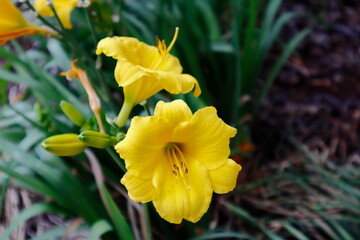 Fototapeta premium yellow lily flower