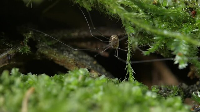 The haymaker sits on rotten wood. Moss grows all around. The general plan.