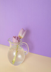 Creative spring flower arrangement made of vase with tulips on light romantic pastel background. Velvet and yellow.