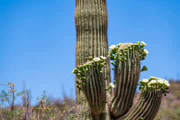 Flowering desert cactus - Powered by Adobe