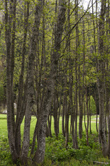 Fototapeta premium alberi bosco 