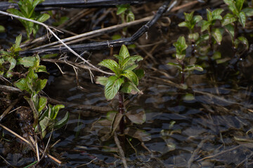 Plante de rivière