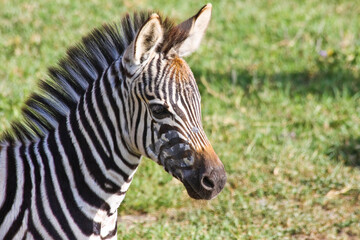 Fototapeta na wymiar Baby Zebra Portrait