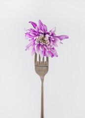 Flower on the silver fork. Spring health eating white background.