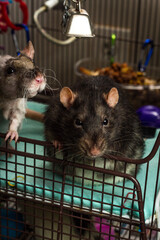 Pet Fancy Rat Cage