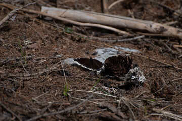 Papillon manteau royal 2 (Nymphalis antiopa)