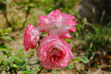 Fototapeta premium pink and white rose