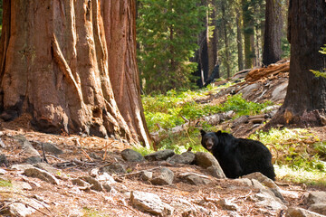Naklejka na ściany i meble Black Bear in Redwood Forest