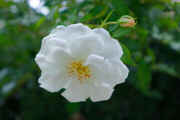 Obraz premium white and yellow flowers