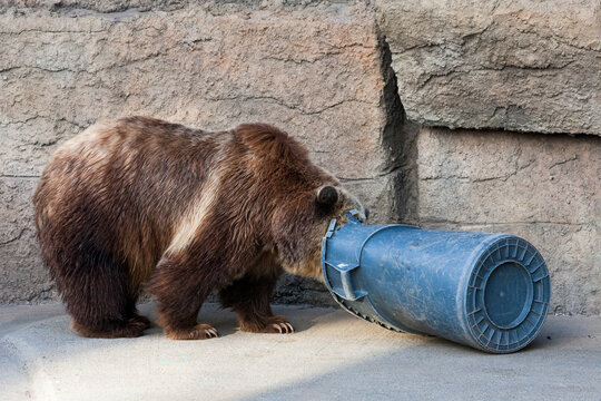 Bear and Trash Can