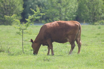 Cows Graze in a Meadow