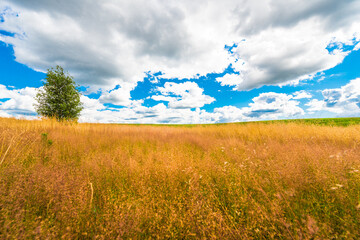 Fototapeta premium Lonely tree in a field