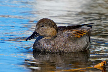 duck on the water