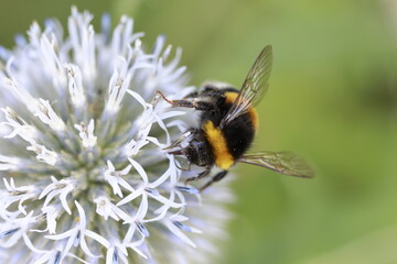bumble bee on a flower