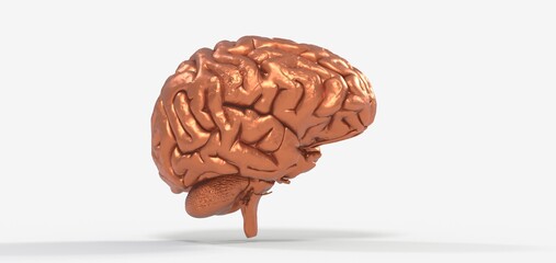 Human brain Anatomical Model 3d illustration.