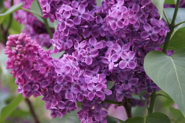 lilac flowers in the garden