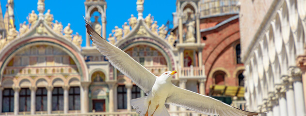 Seagull flying in San Marco square of Venice city of Italy with Saint Mark Basilica behind.