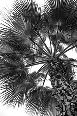 black and white palms isolated on white