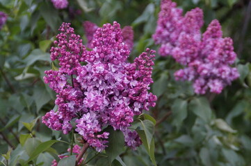 lilac flowers