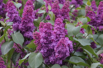 lilac flowers in the garden