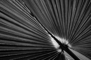 palm leaves - tropical background black and white