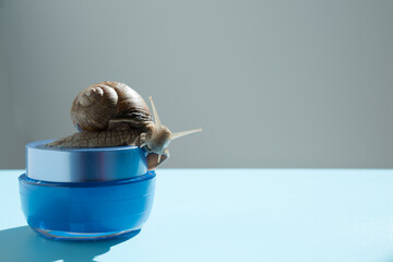 Fototapeta na wymiar A snail on a jar of cream. The concept of environmental friendliness of cosmetics. Background