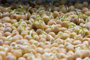 Germination of seeds in a special tray. Tray with grid for microgreening. Pea seeds with sprouts, supera species. Correct and healthy diet. Greenery on the window all year round. Vitamin feeding