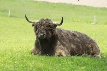 Cute looking highland cattle in lower franconia.