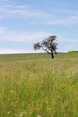 Fototapeta premium single tree in field