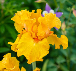 A closeup image of a yellow iris flower