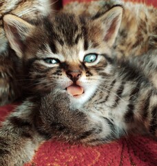 Fototapeta premium cat on a bed