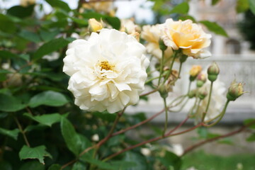 White Roses