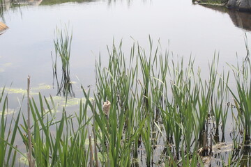 Obraz premium reeds in the water