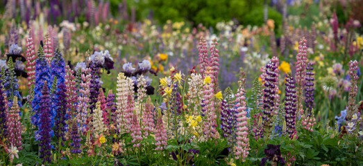 A glorious garden with columbine, iris and lupine flowers, wth a blurred background.